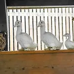 Chalet Troadkasten By Interhome